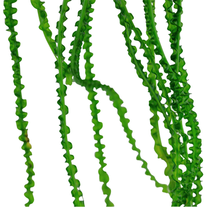 Crinum calamistratum Tropica