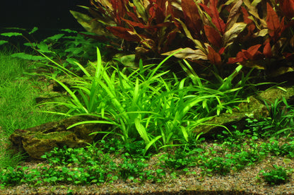Sagittaria subulata Tropica (Single Package)