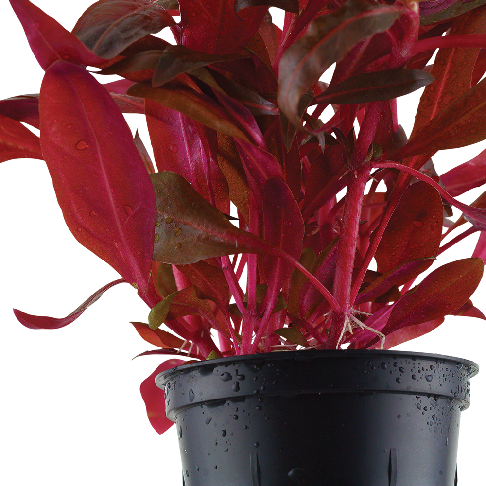 Alternanthera rosaefolia rosanervig AQUADIP