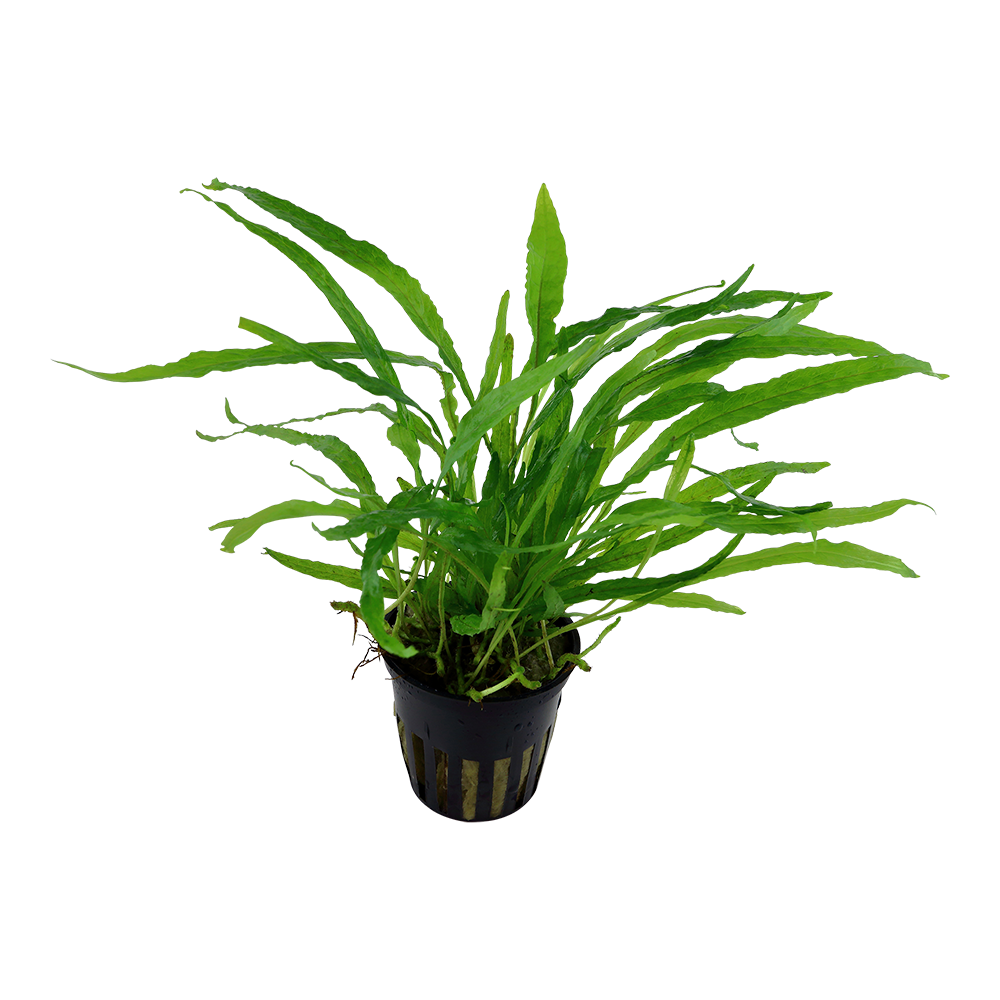 Microsorum pteropus Minor AQUADIP Live Aquarium Plant Java Fern – Pro ...