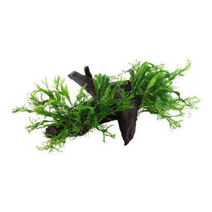 XL Microsorum pteropus Windelov Java Fern on Wood Tropica