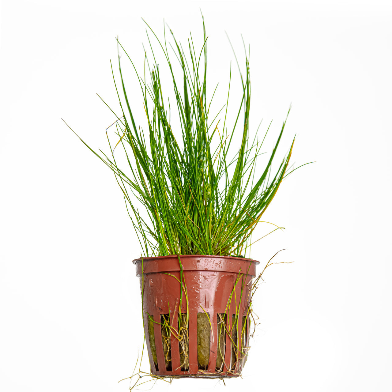 Eleocharis parvula Tropica