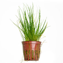 Eleocharis parvula Tropica