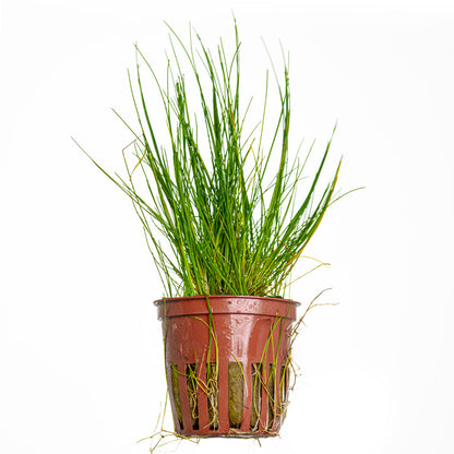 Eleocharis parvula Tropica