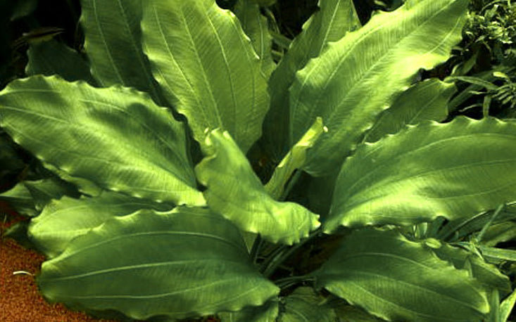 Echinodorus Aquartica Tropica