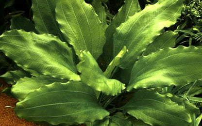 Echinodorus Aquartica Tropica