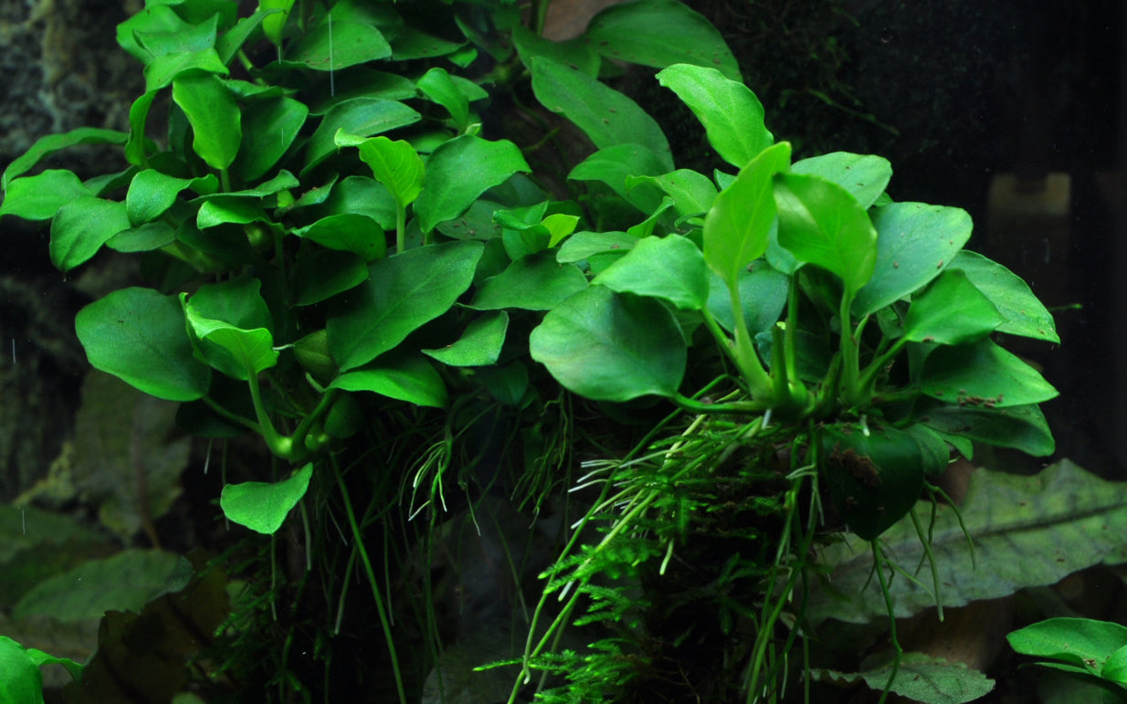 Anubias Petite Tropica