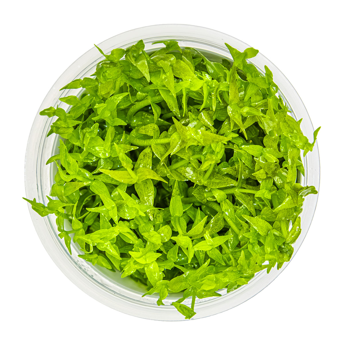 Aquafleur Gratiola viscidula Easy Grow
