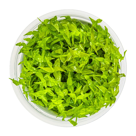 Aquafleur Gratiola viscidula Easy Grow