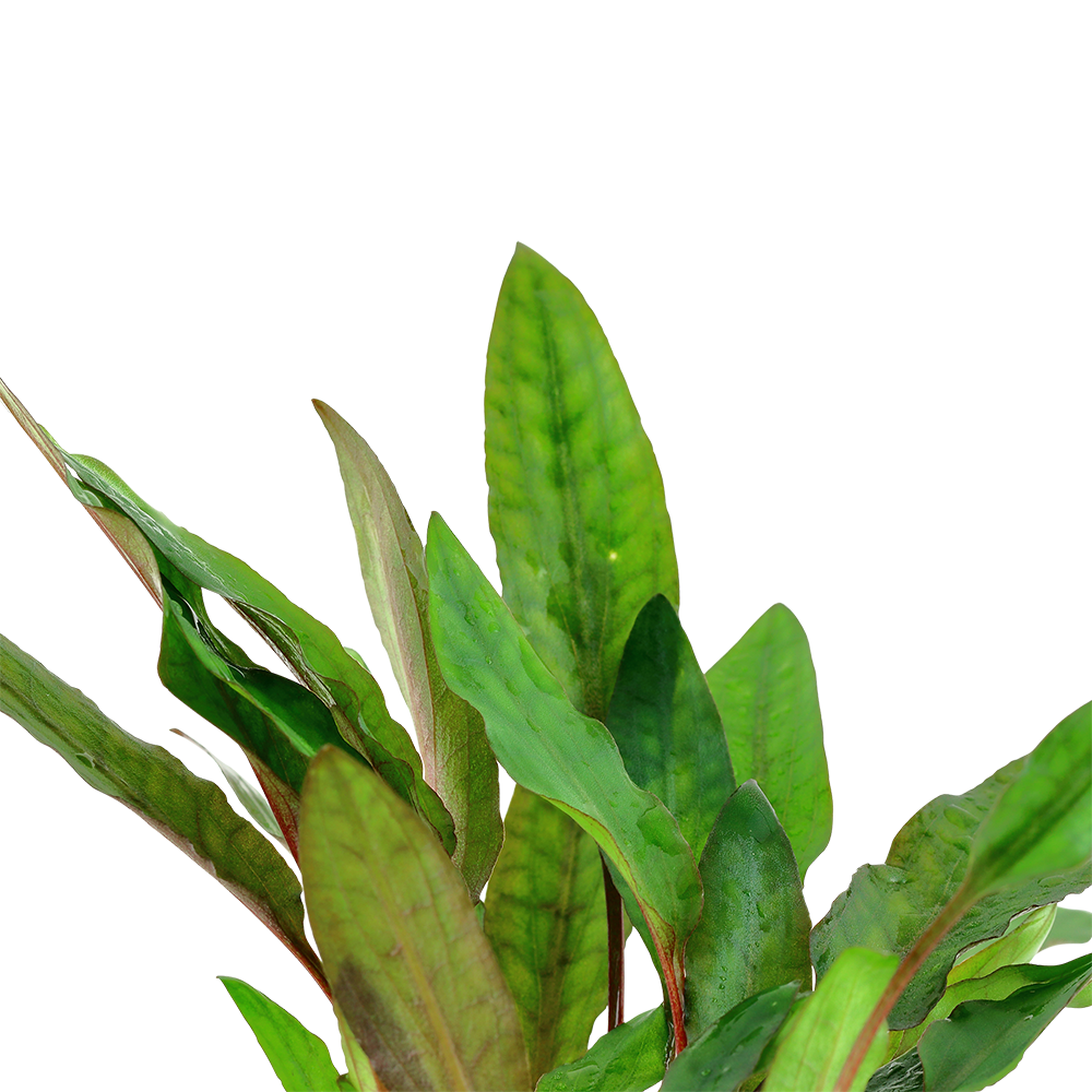 Cryptocoryne beckettii 'Petchii' Tropica