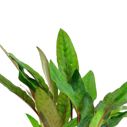 Cryptocoryne beckettii 'Petchii' Tropica