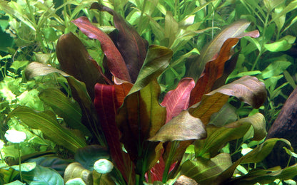 XL Echinodorus barthii Tropica