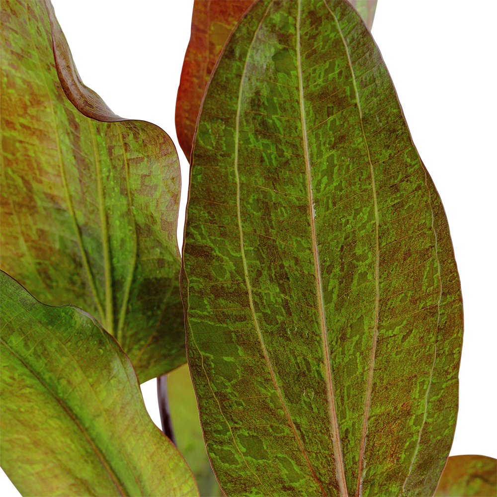 Echinodorus Ozelot Tropica