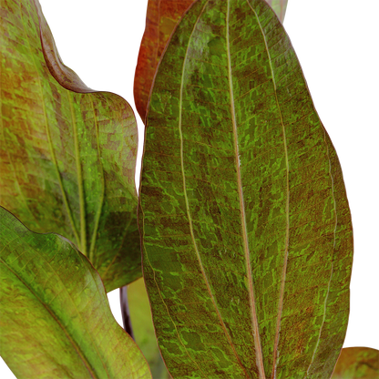 Echinodorus Ozelot Tropica