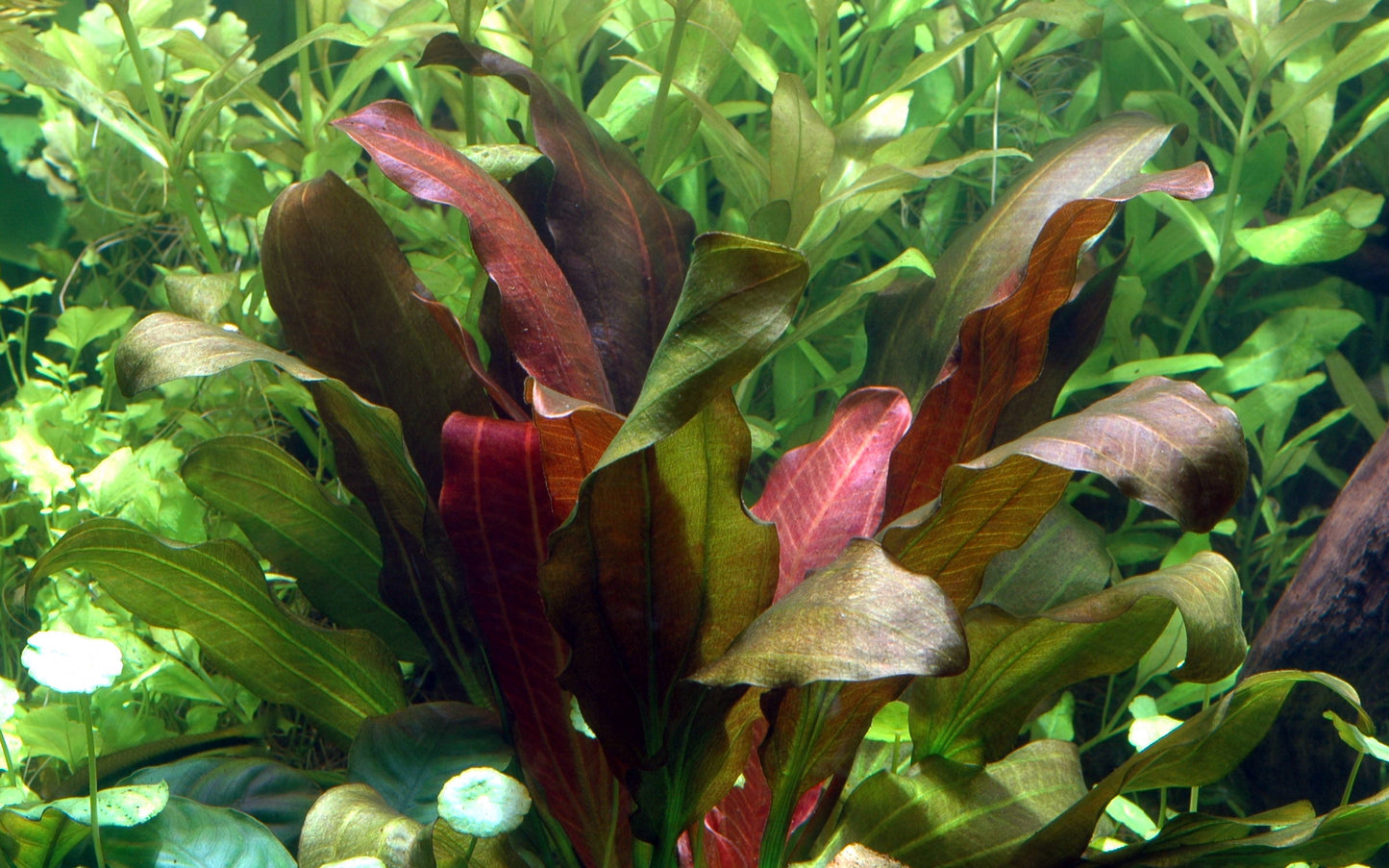 Echinodorus barthii AQUADIP