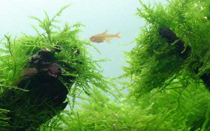 Taxiphyllum barbieri Java Moss on Lava Rock Tropica