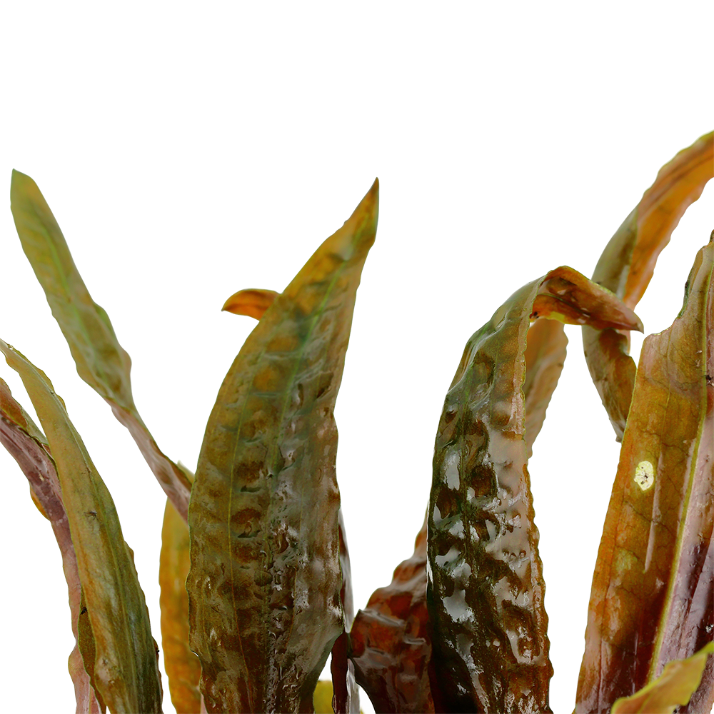 Cryptocoryne usteriana Tropica