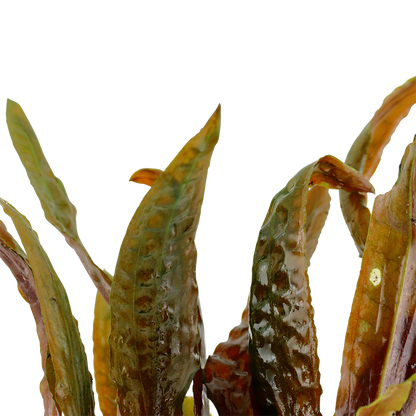 Cryptocoryne usteriana Tropica