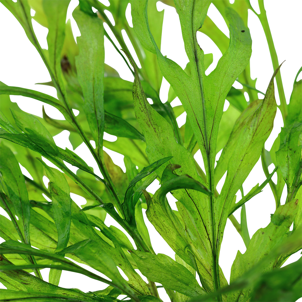Bolbitis heudelotii Tropica
