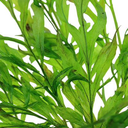Bolbitis heudelotii Tropica