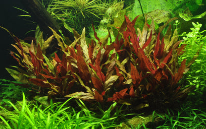 XL Alternanthera reineckii Pink Tropica