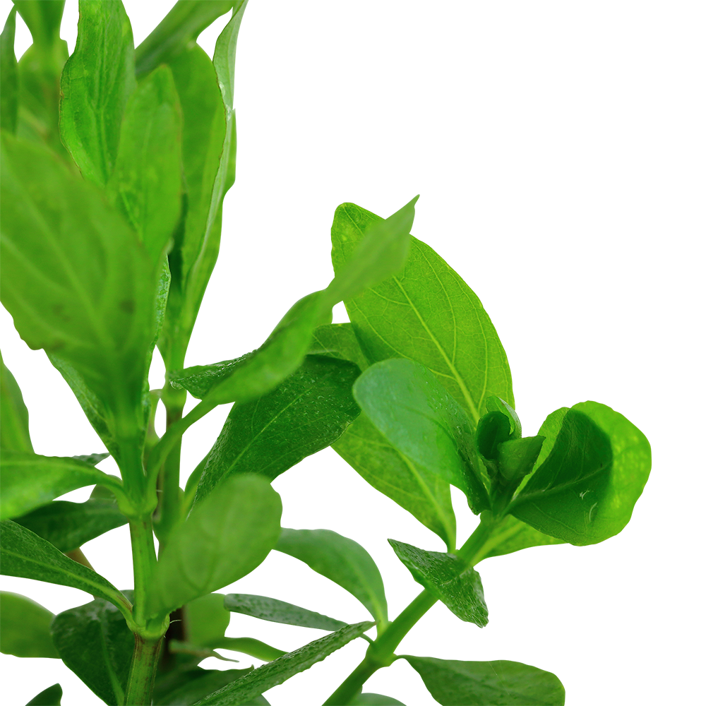Hygrophila polysperma Tropica