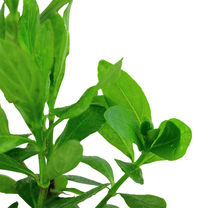 Hygrophila polysperma Tropica