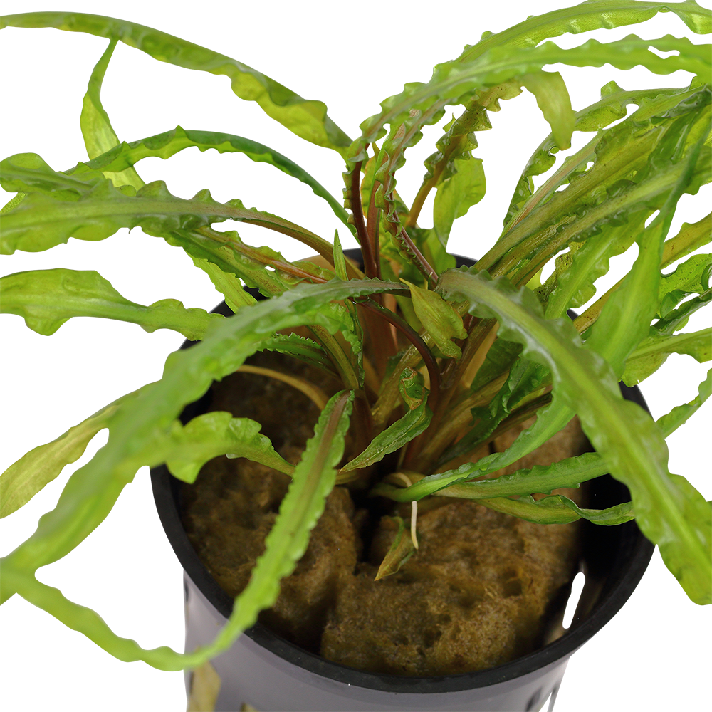 Cryptocoryne crispatula Tropica