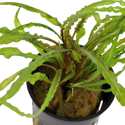 Cryptocoryne crispatula Tropica