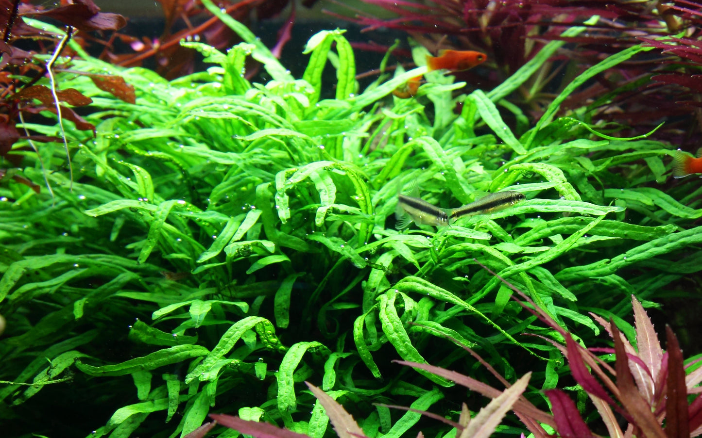 Microsorum pteropus Trident AQUADIP