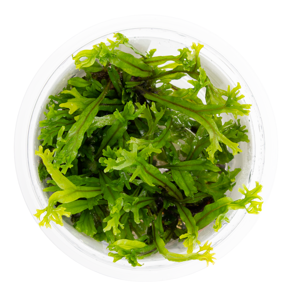Tropica Microsorum pteropus 'Windelov' 1-2-GROW Java Fern