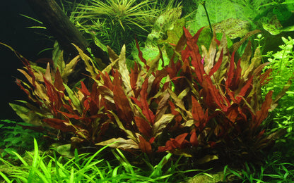 Alternanthera reineckii 'Pink' Tropica
