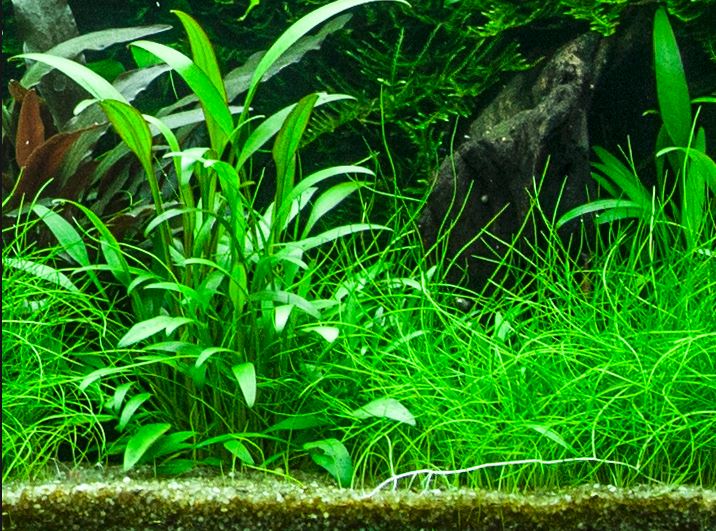 Cryptocoryne x willisii Tropica (Single Package)