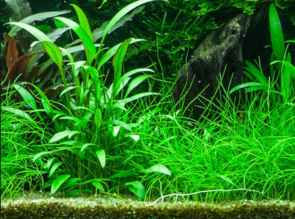 Cryptocoryne x willisii Tropica (Single Package)