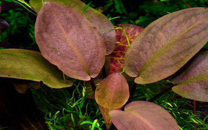 Lagenandra meeboldii 'Red' Tropica