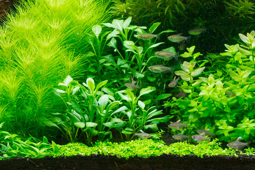 Tropica Lobelia cardinalis PCS