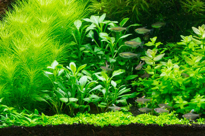 Tropica Lobelia cardinalis PCS