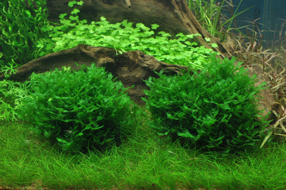 Dennerle Monosolenium tenerum Plant-It
