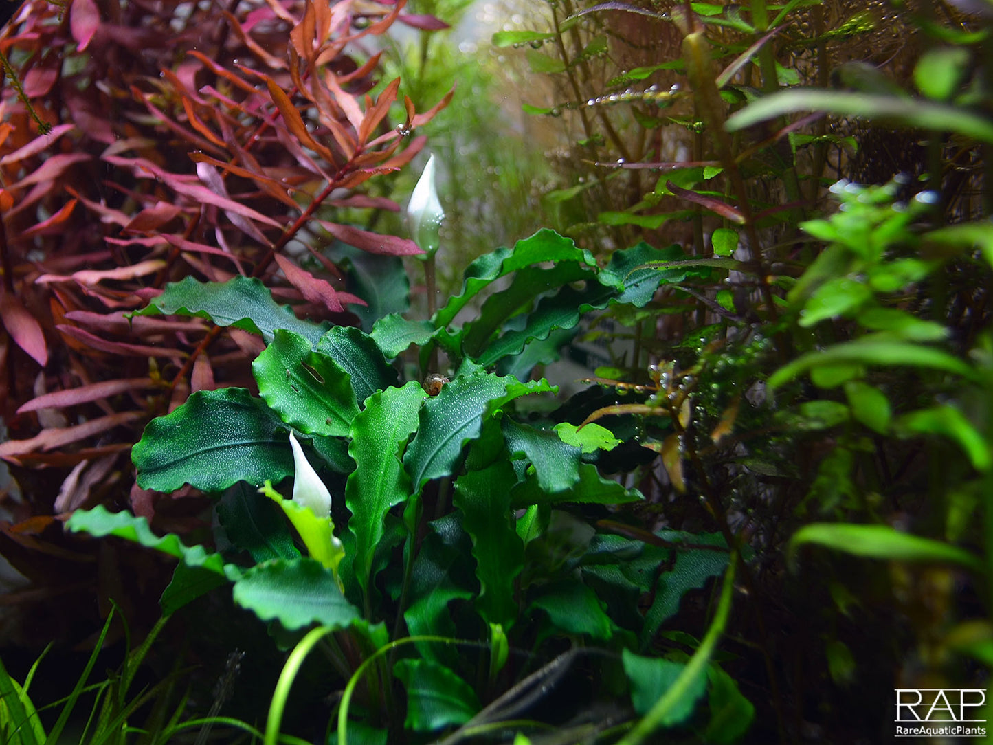 Bucephalandra Wavy Green on Lava Rock Tropica