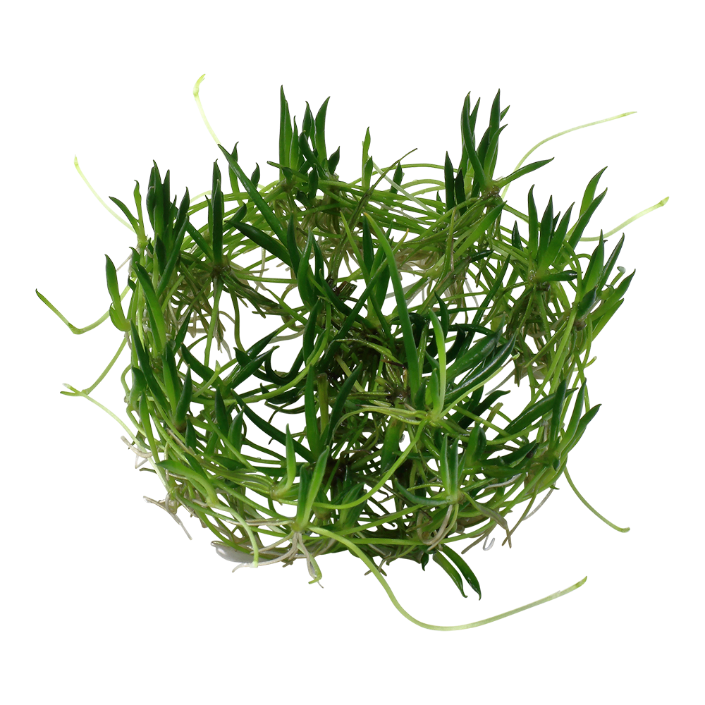 Dennerle Littorella uniflora Plant-It
