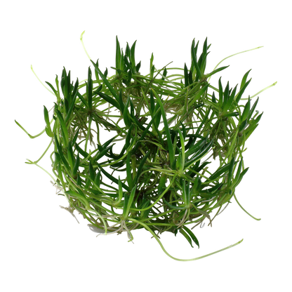 Dennerle Littorella uniflora Plant-It