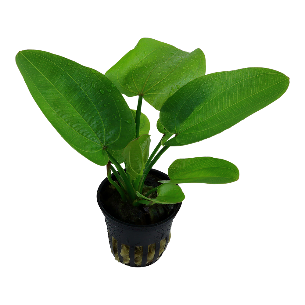 Echinodorus Aquartica Tropica