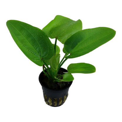 Echinodorus Aquartica Tropica