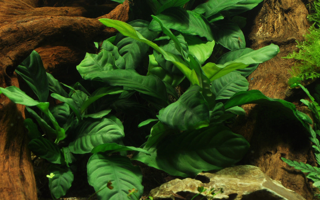 Anubias barteri Coffeefolia Tropica