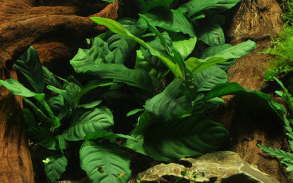 Anubias barteri Coffeefolia Tropica