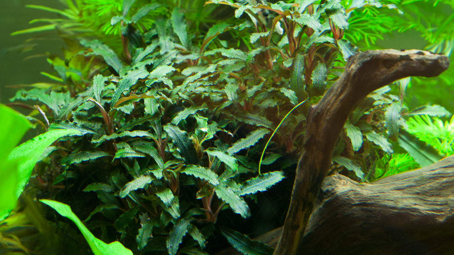 Bucephalandra sp. Red Tropica