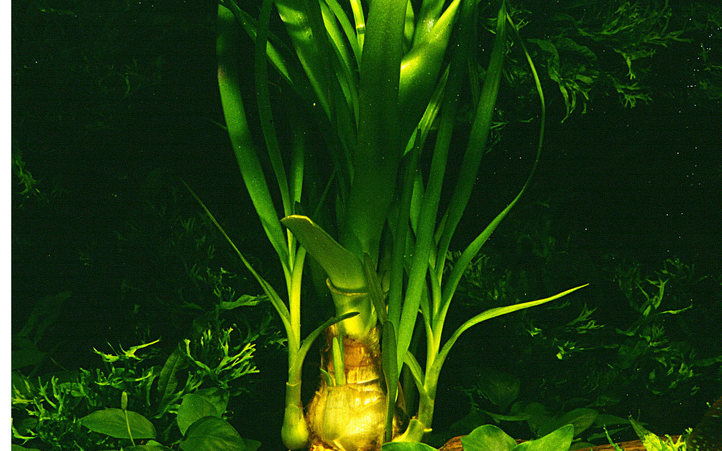 Crinum thaianum Tropica