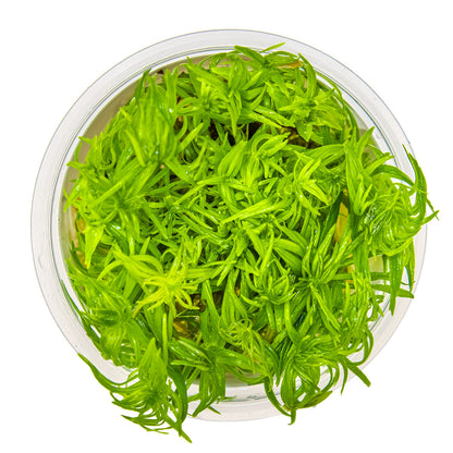 Aquafleur Pogostemon erectus Easy Grow