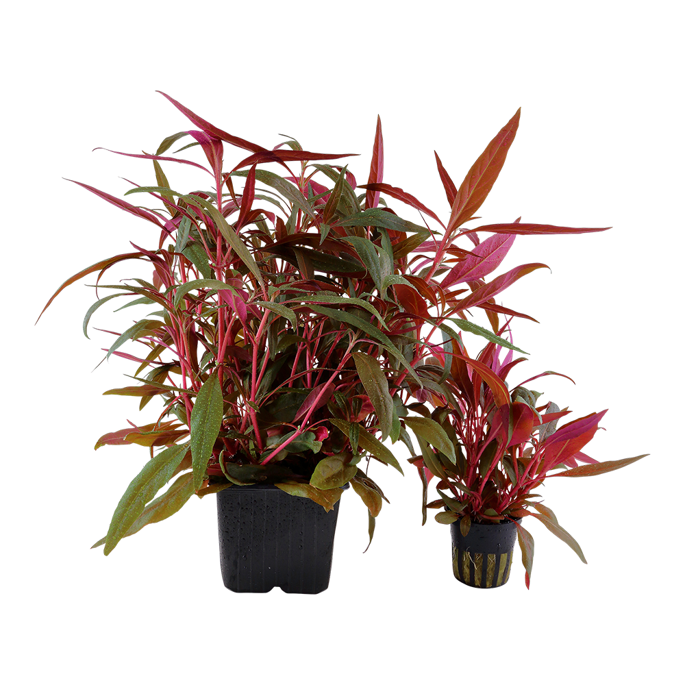 XL Alternanthera reineckii Pink Tropica