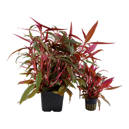 XL Alternanthera reineckii Pink Tropica